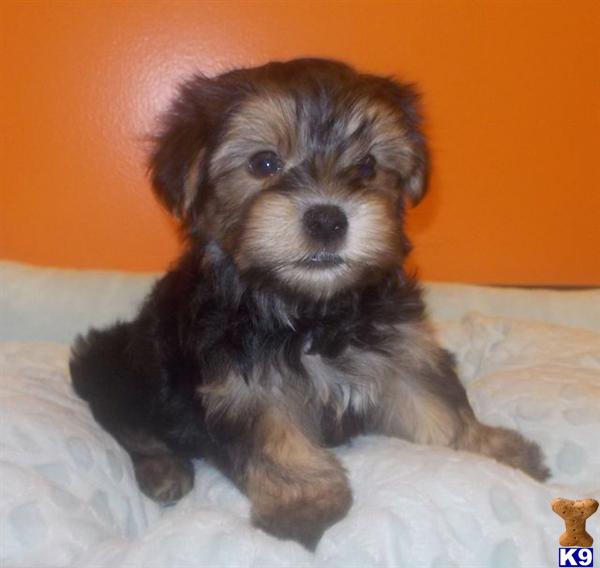 yorkie poo puppies for sale in el paso tx