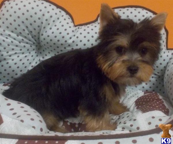 yorkie puppies for sale jacksonville fl terrier puppy for sale yorkie morkies yorkie mix puppies for sale in fl 16 yorkie puppies for sale jacksonville fl terrier puppy for sale yorkie morkies yorkie mix puppies for sale in fl 16