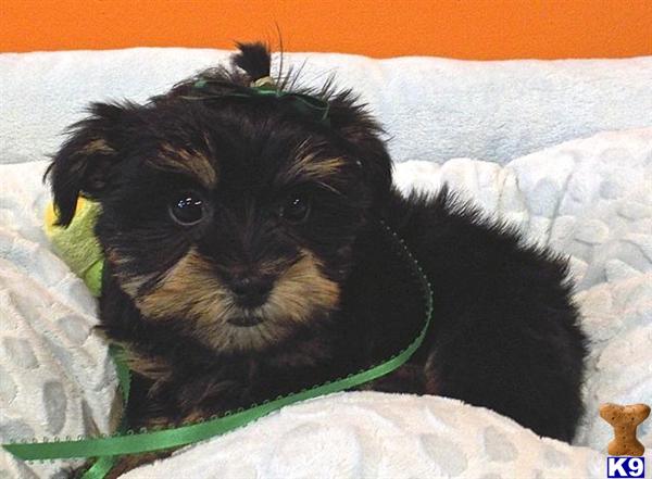 yorkie puppies for sale jacksonville fl terrier puppy for sale yorkie morkies yorkie mix puppies for sale in fl 16 yorkie puppies for sale jacksonville fl terrier puppy for sale yorkie morkies yorkie mix puppies for sale in fl 16