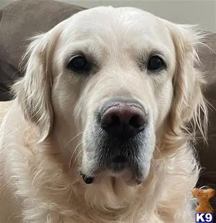 Golden Retriever stud dog