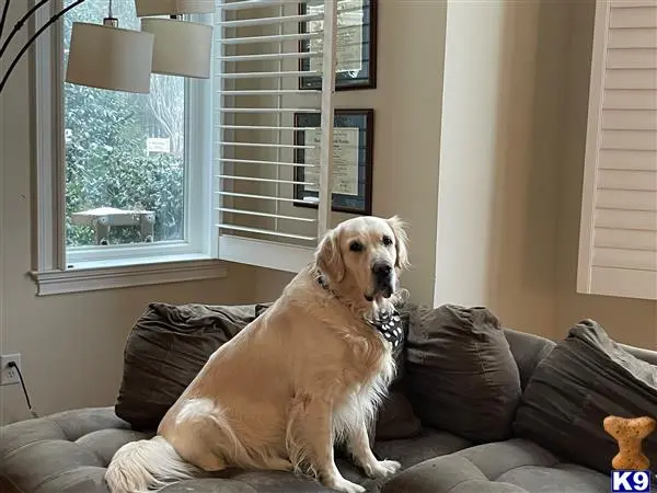 Golden Retriever stud dog