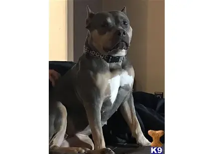 American Pit Bull