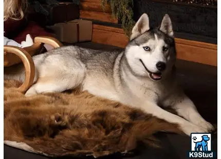 a siberian husky dog lying on a couch