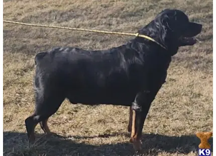 Rottweiler