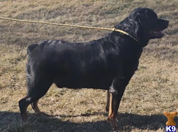 Rottweiler stud dog