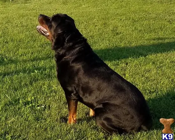 Rottweiler stud dog