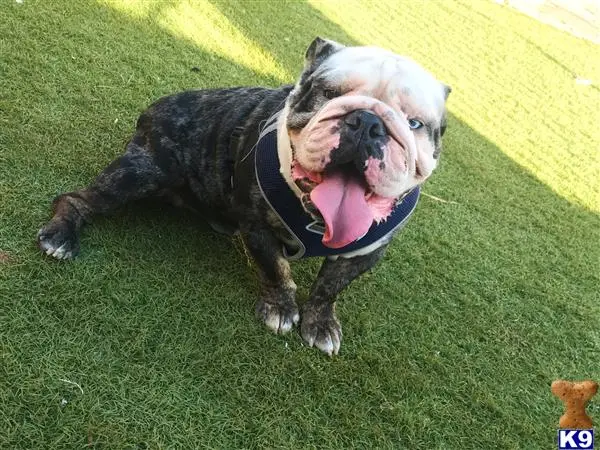 English Bulldog stud dog