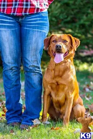 Labrador Retriever stud dog