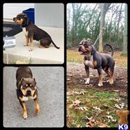 american pit bull puppy posted by vbennett13