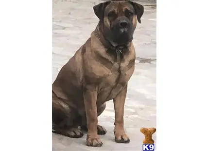 a south african boerboel dog sitting on the ground