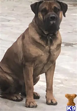 South African Boerboel stud dog