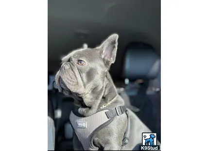a french bulldog dog wearing a harness