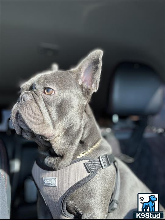 a french bulldog dog wearing a harness