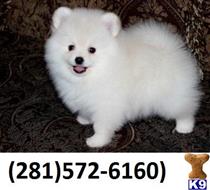 pomeranian puppy posted by vcvbvnbnmnm