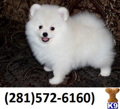pomeranian puppy posted by vcvbvnbnmnm
