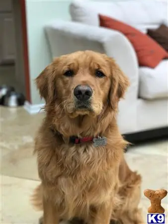 Golden Retriever stud dog