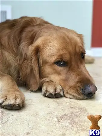 Golden Retriever stud dog