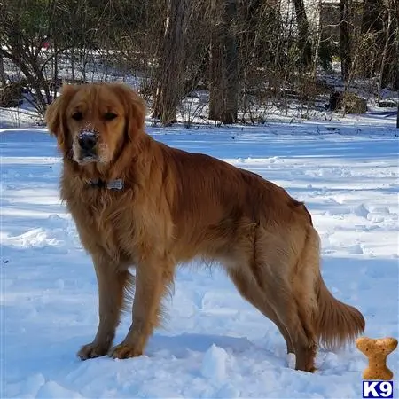 Golden Retriever stud dog