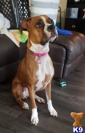 Boxer female dog