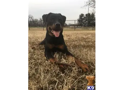 Rottweiler