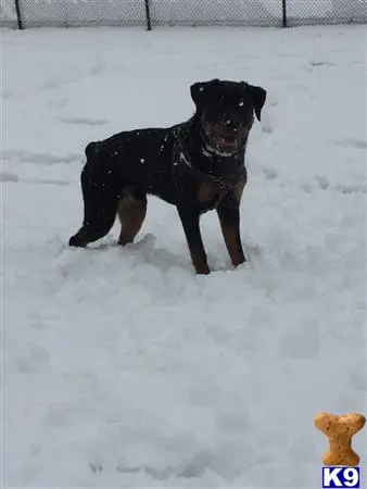 Rottweiler stud dog