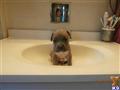 american pit bull puppy posted by vee201274