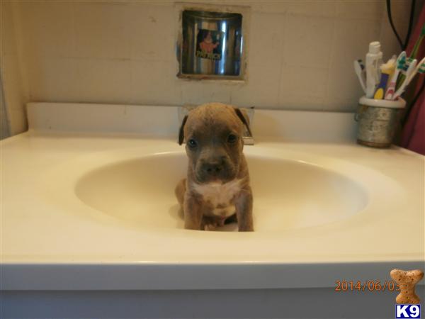 american pit bull puppy posted by vee201274