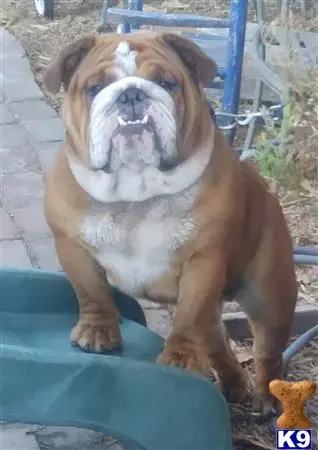 Bulldog stud dog