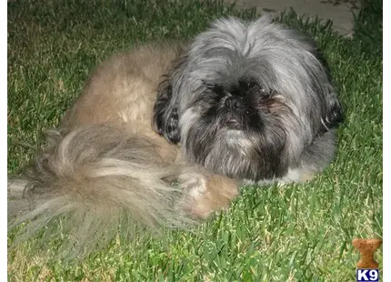 Shih Tzu