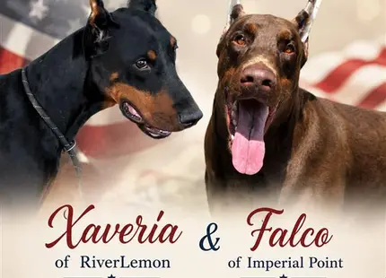 a couple of doberman pinscher dogs