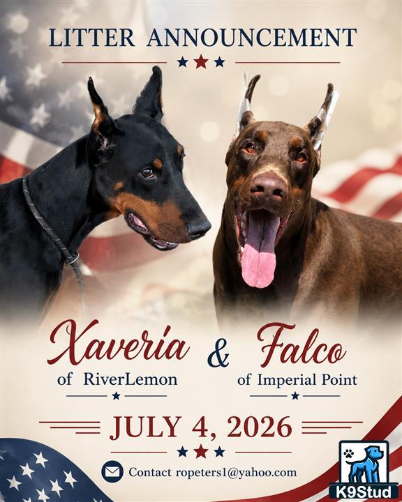 a couple of doberman pinscher dogs