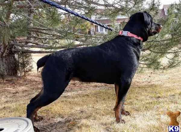 Rottweiler female dog