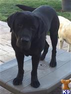 Labrador Retriever stud dog: Black Labrador Retriever standing on a table in a yard