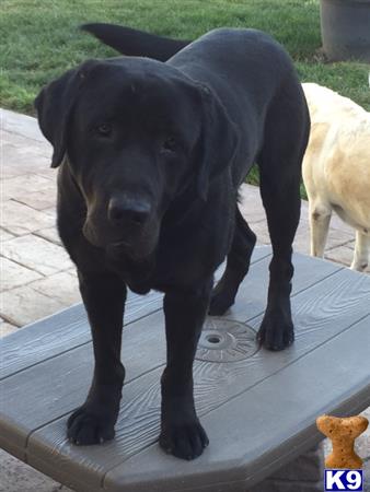 Labrador Retriever stud dog