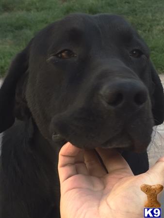 Labrador Retriever stud dog