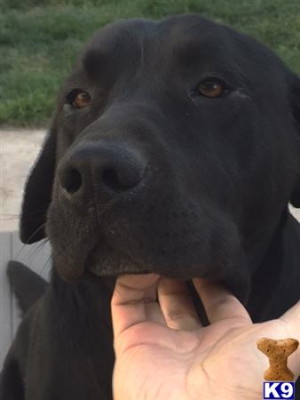 Labrador Retriever stud dog