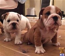 english bulldog puppy posted by veracassy