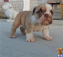 english bulldog puppy posted by veraneolla