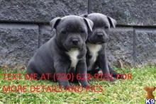 staffordshire bull terrier puppy posted by veronash3