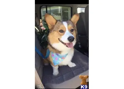 Pembroke Welsh Corgi