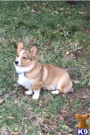 Pembroke Welsh Corgi stud dog