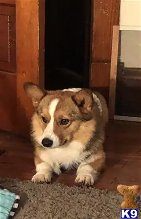 Pembroke Welsh Corgi stud dog