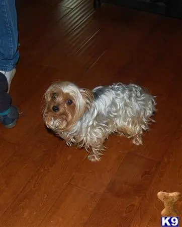 Yorkshire Terrier stud dog