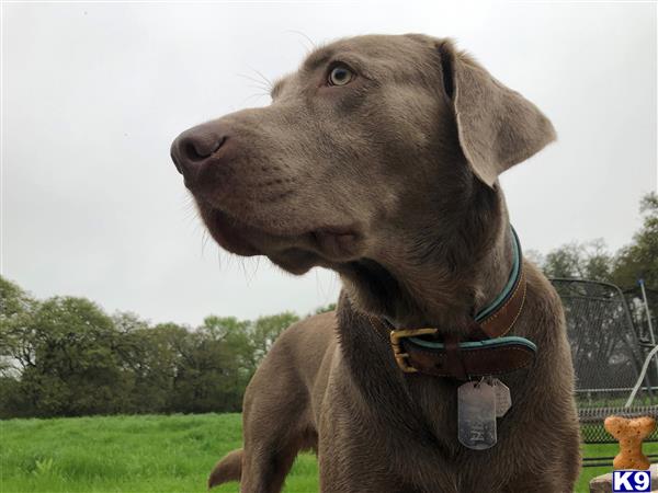 Labrador Retriever dog