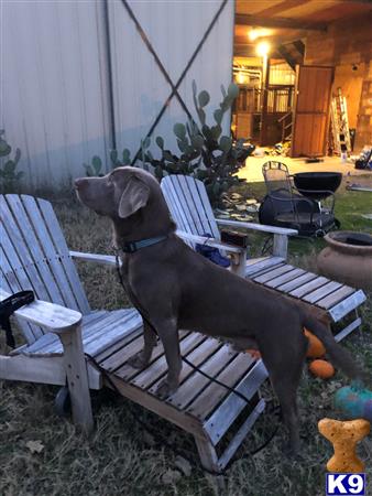 Labrador Retriever dog