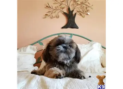 Shih Tzu