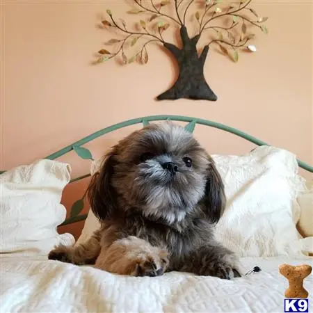 Shih Tzu