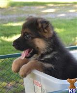 german shepherd puppy posted by vgkzim