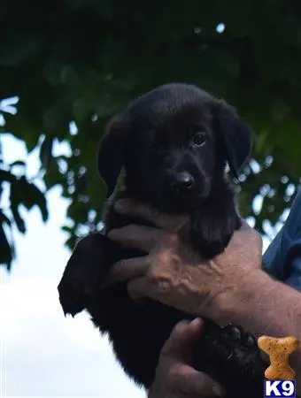 Mixed Breed puppy for sale