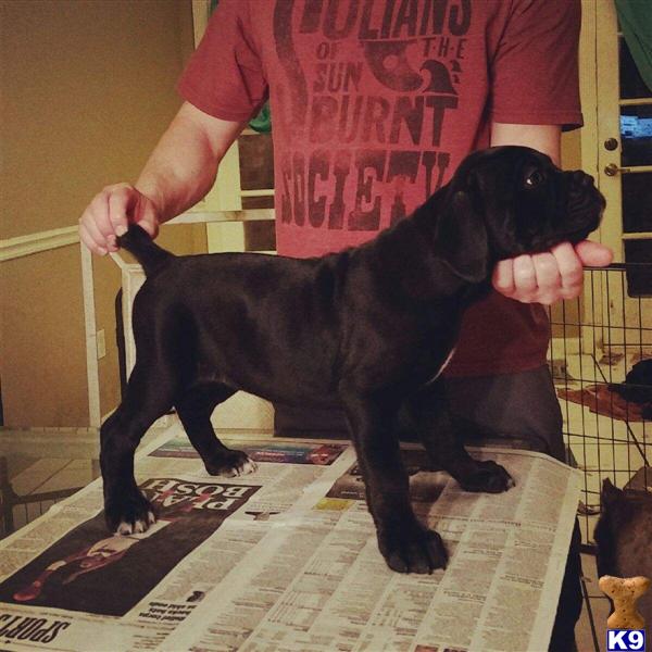corso puppies for sale in houston corso puppy for sale corso puppies for sale 4 years corso puppies for sale in houston corso puppy for sale corso puppies for sale 4 years